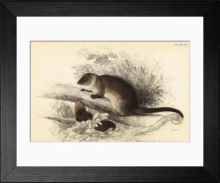 Framed Print : Common ringtail possum, Pseudocheirus peregrinus Framed Print : Common ringtail possum, Pseudocheirus peregrinus