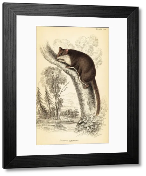 Framed Print : Feathertail glider, Acrobates pygmaeus Framed Print : Feathertail glider, Acrobates pygmaeus