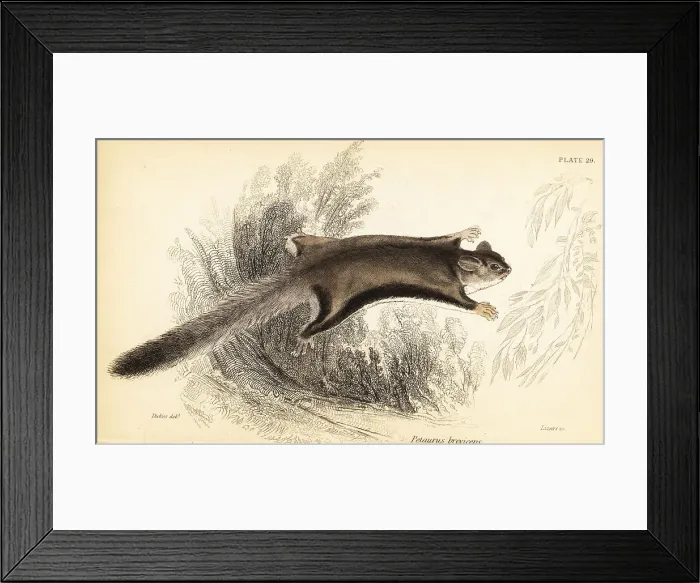 Framed Print : Sugar glider, Petaurus breviceps Framed Print : Sugar glider, Petaurus breviceps