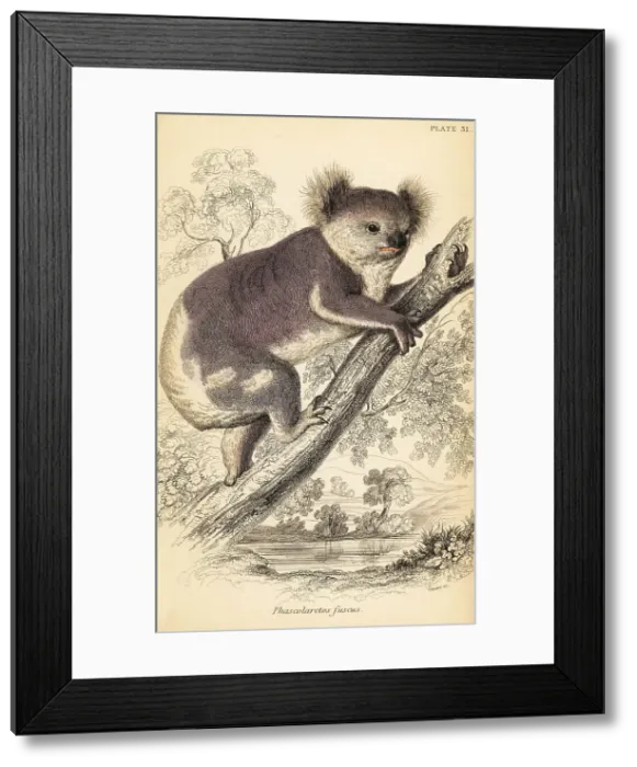 Framed Print : Koala, Phascolarctos cinereus Framed Print : Koala, Phascolarctos cinereus