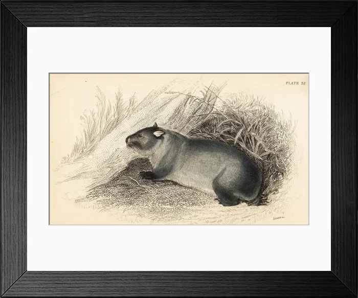 Framed Print : Wombat, Vombatus ursinus