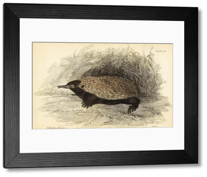 Framed Print : Short-beaked echidna, Tachyglossus aculeatus Framed Print : Short-beaked echidna, Tachyglossus aculeatus