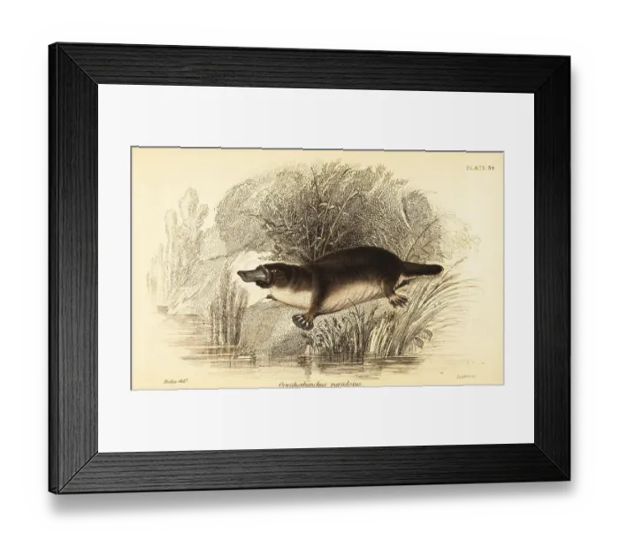 Framed Print : Platypus, Ornithorhynchus anatinus Framed Print : Platypus, Ornithorhynchus anatinus