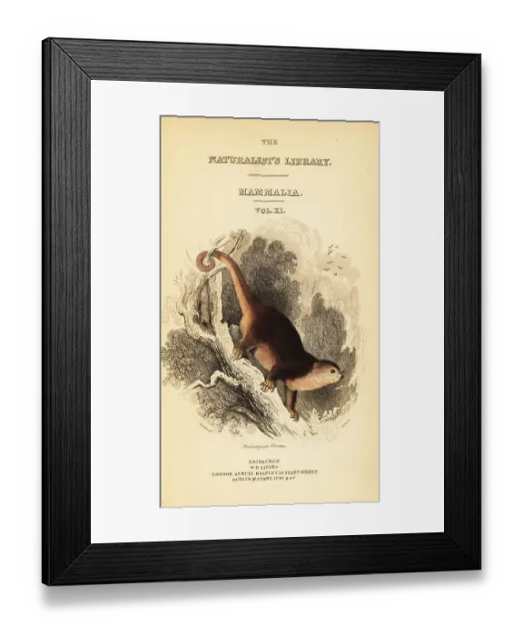 Framed Print : Sulawesi bear cuscus, Ailurops ursinus Framed Print : Sulawesi bear cuscus, Ailurops ursinus