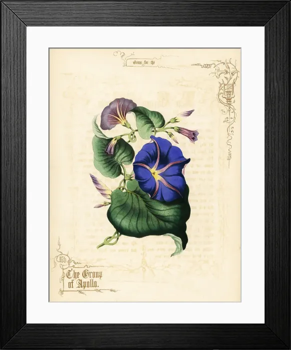 Framed Print : Morning glory flowers and foliage Framed Print : Morning glory flowers and foliage
