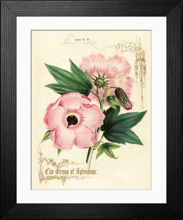 Framed Print : Pink hibiscus flowers and foliage Framed Print : Pink hibiscus flowers and foliage
