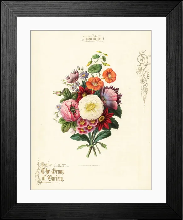 Framed Print : Bouquet of white rose, dahlia, nasturtium, auricula Framed Print : Bouquet of white rose, dahlia, nasturtium, auricula