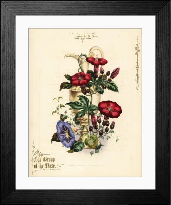 Framed Print : Bouquet of scarlet ipomoea and blue morning glory with vase Framed Print : Bouquet of scarlet ipomoea and blue morning glory with vase