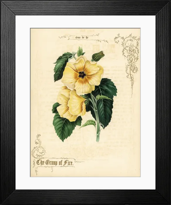 Framed Print : Yellow hibiscus flowers and foliage Framed Print : Yellow hibiscus flowers and foliage