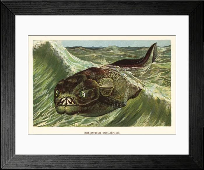 Framed Print : Dinichthys herzeri, giant marine arthrodire placoderm Framed Print : Dinichthys herzeri, giant marine arthrodire placoderm