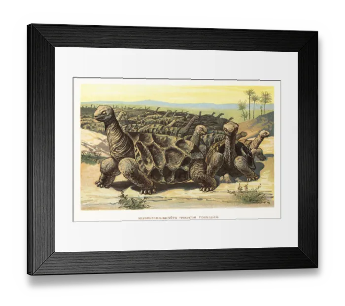 Framed Print : Saddle-backed Rodrigues giant tortoise, Cylindraspis vosmaeri Framed Print : Saddle-backed Rodrigues giant tortoise, Cylindraspis vosmaeri