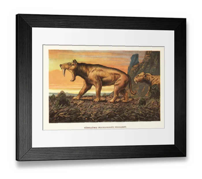 Framed Print : Smilodon pupulator, extinct saber-toothed tiger Framed Print : Smilodon pupulator, extinct saber-toothed tiger