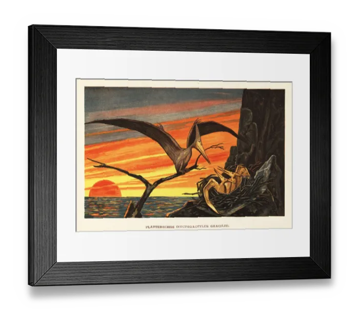 Framed Print : Nyctosaurus gracilis, extinct pterosaur Framed Print : Nyctosaurus gracilis, extinct pterosaur