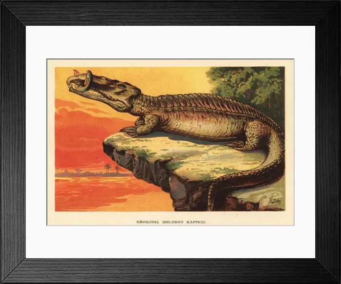 Framed Print : Extinct phytosaur, Nicrosaurus kapffi Framed Print : Extinct phytosaur, Nicrosaurus kapffi
