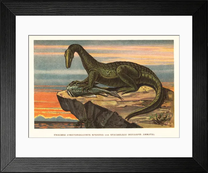 Framed Print : Protorosaurus speneri feeding on a Menaspis armata Framed Print : Protorosaurus speneri feeding on a Menaspis armata