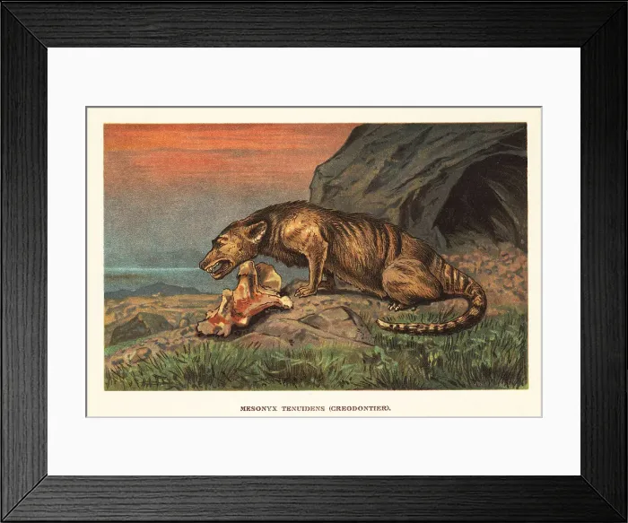 Framed Print : Mesonyx, extinct genus of mesonychian mammal Framed Print : Mesonyx, extinct genus of mesonychian mammal