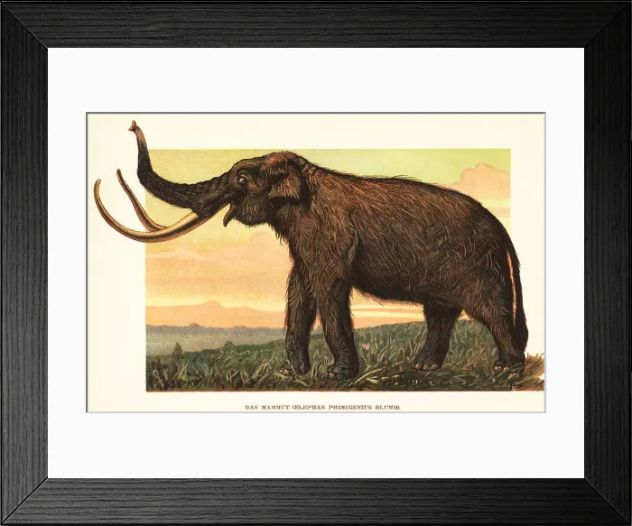 Framed Print : Woolly mammoth, Mammuthus primigenius Framed Print : Woolly mammoth, Mammuthus primigenius