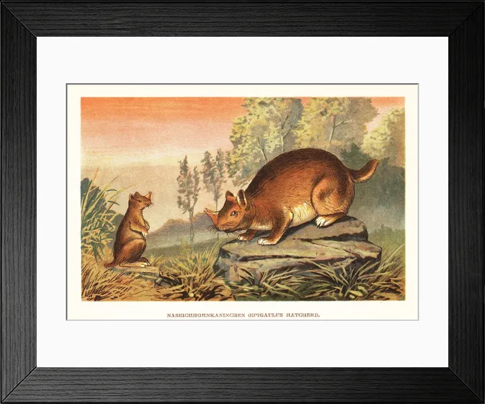 Framed Print : Horned gopher, Ceratogaulus hatcheri Framed Print : Horned gopher, Ceratogaulus hatcheri