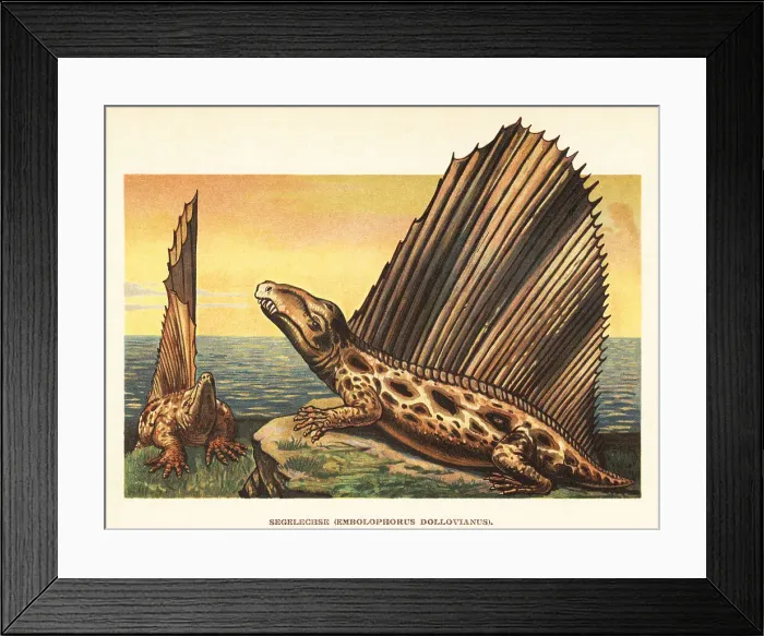 Framed Print : Dimetrodon dollovianus, extinct non-mammalian synapsid Framed Print : Dimetrodon dollovianus, extinct non-mammalian synapsid