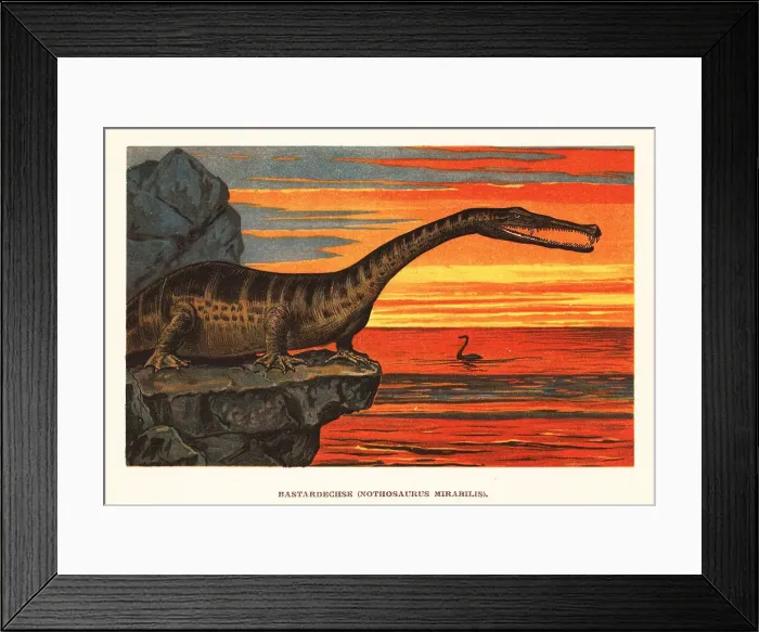 Framed Print : Nothosaurus mirabilis, sauropterygian reptile Framed Print : Nothosaurus mirabilis, sauropterygian reptile