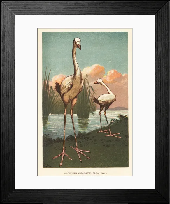 Framed Print : Mythical Reunion stork, extinct giant bird Framed Print : Mythical Reunion stork, extinct giant bird