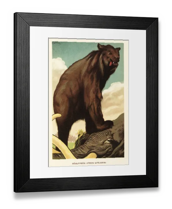 Framed Print : Cave bear, Ursus spelaeus, standing on a mammoth Framed Print : Cave bear, Ursus spelaeus, standing on a mammoth
