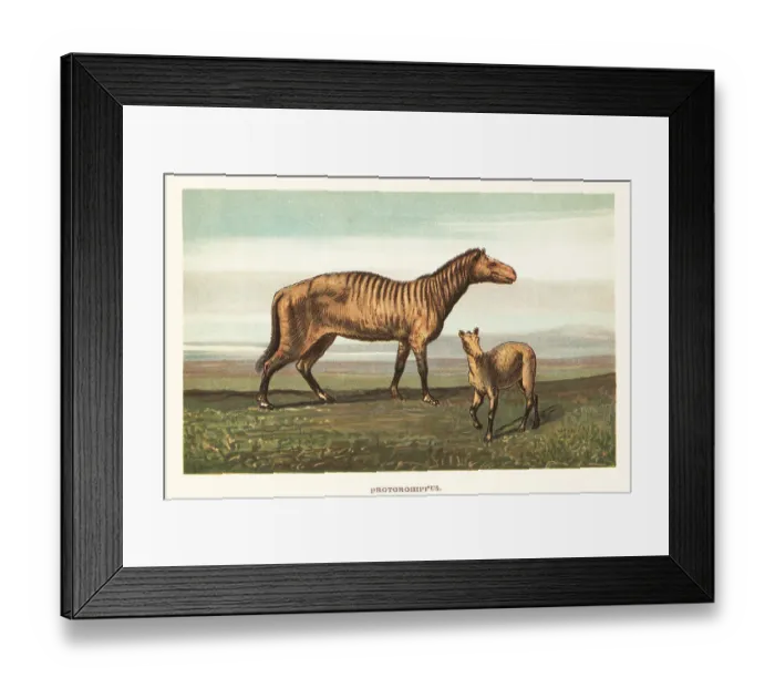 Framed Print : Extinct equid, Protorohippus venticolum Framed Print : Extinct equid, Protorohippus venticolum