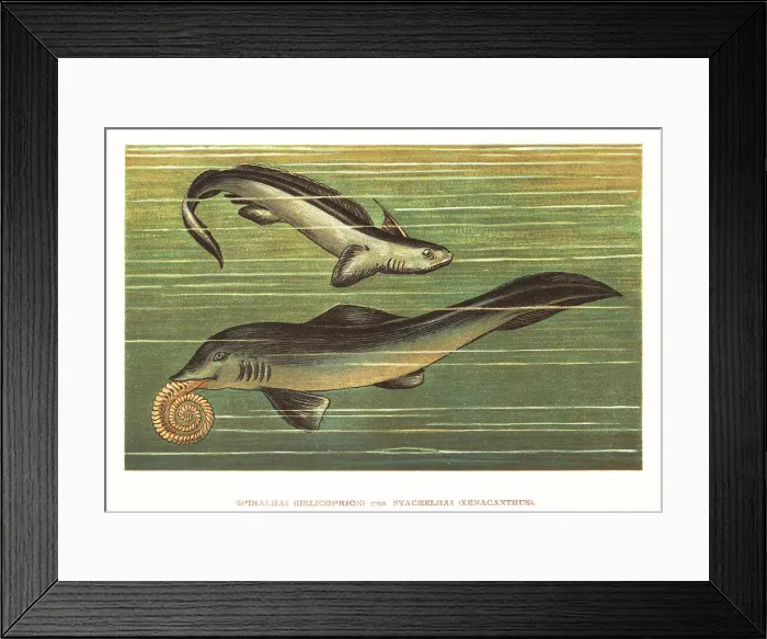 Framed Print : Helicoprion bessonowi and Xenacanthus decheni Framed Print : Helicoprion bessonowi and Xenacanthus decheni