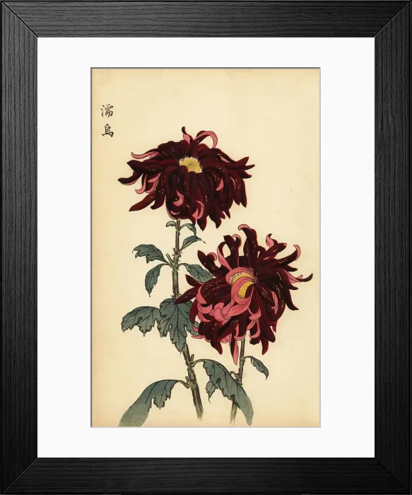 Framed Print : Hybrid variegated crimson and pink chrysanthemum Framed Print : Hybrid variegated crimson and pink chrysanthemum