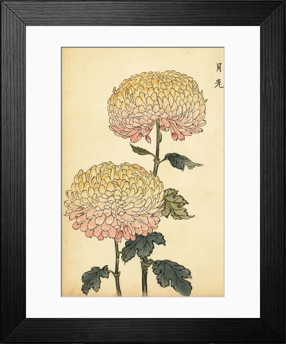 Framed Print : Hybrid gold and pink pompon chrysanthemum Framed Print : Hybrid gold and pink pompon chrysanthemum