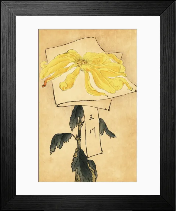 Framed Print : Hybrid yellow chrysanthemum, Chrysanthemum indicum Framed Print : Hybrid yellow chrysanthemum, Chrysanthemum indicum