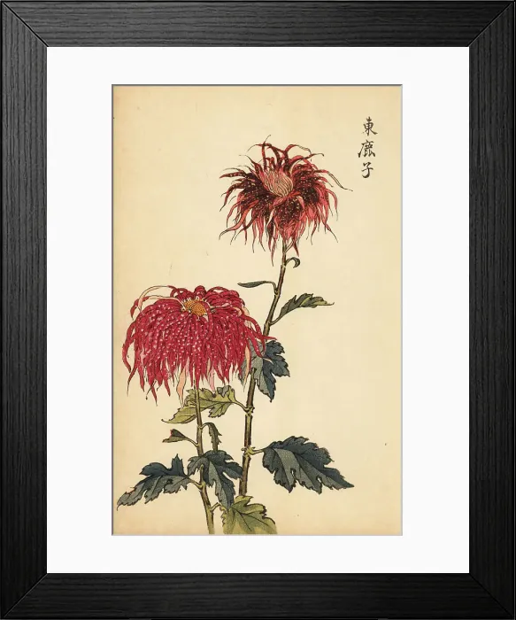 Framed Print : Hybrid spotted scarlet and pink quill chrysanthemum Framed Print : Hybrid spotted scarlet and pink quill chrysanthemum