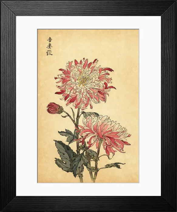 Framed Print : Hybrid variegated white and pink chrysanthemum Framed Print : Hybrid variegated white and pink chrysanthemum