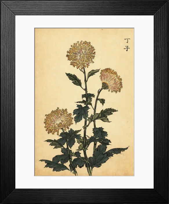 Framed Print : Hybrid yellow chrysanthemum Framed Print : Hybrid yellow chrysanthemum