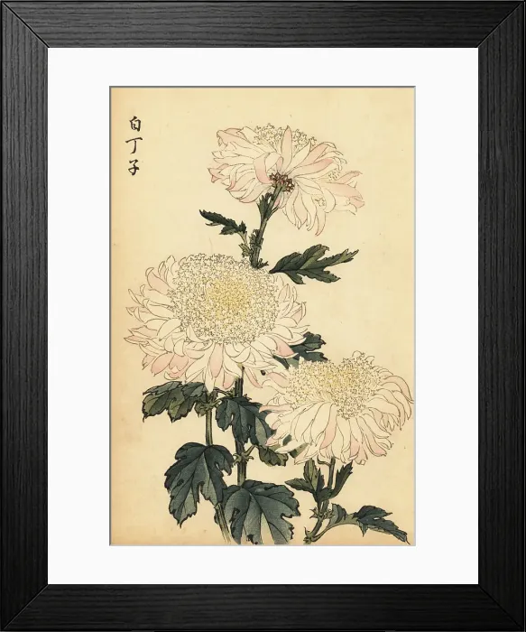 Framed Print : Hybrid white and pink chrysanthemum Framed Print : Hybrid white and pink chrysanthemum