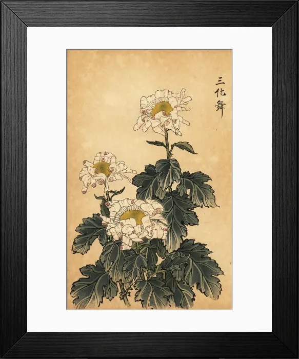 Framed Print : Hybrid white and pink chrysanthemum Framed Print : Hybrid white and pink chrysanthemum