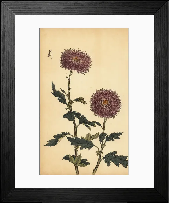 Framed Print : Hybrid purple chrysanthemum Framed Print : Hybrid purple chrysanthemum