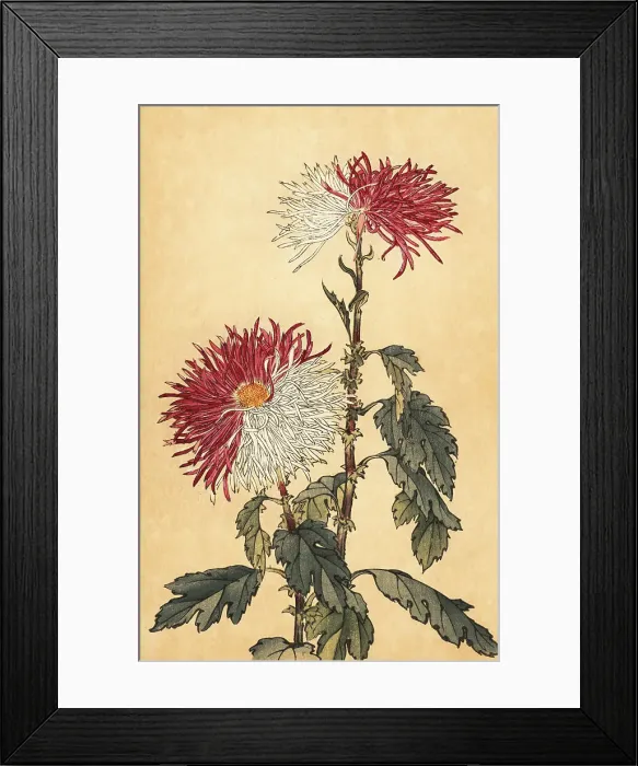 Framed Print : Hybrid purple and white quill chrysanthemum Framed Print : Hybrid purple and white quill chrysanthemum