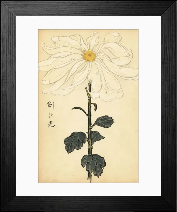 Framed Print : Hybrid white chrysanthemum Framed Print : Hybrid white chrysanthemum
