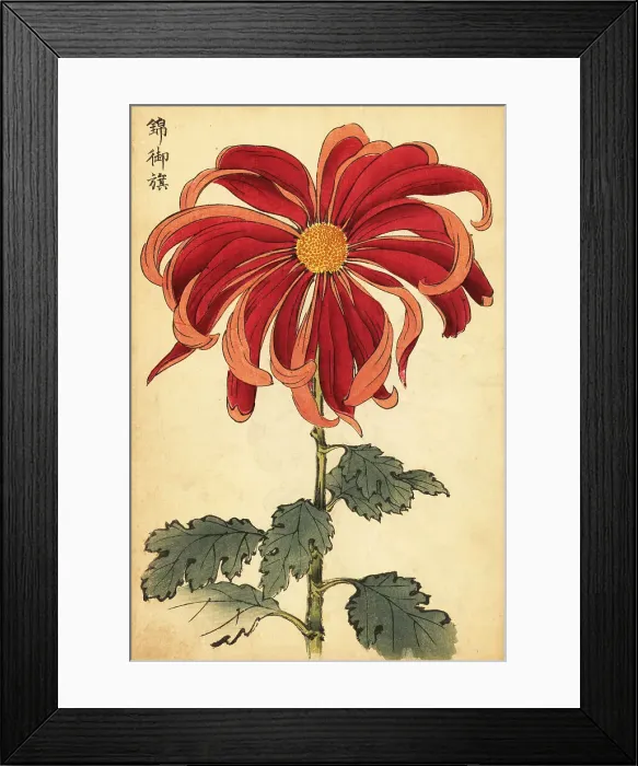 Framed Print : Hybrid scarlet and pink chrysanthemum Framed Print : Hybrid scarlet and pink chrysanthemum