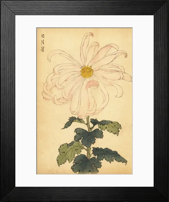 Framed Print : Hybrid white and pink chrysanthemum Framed Print : Hybrid white and pink chrysanthemum