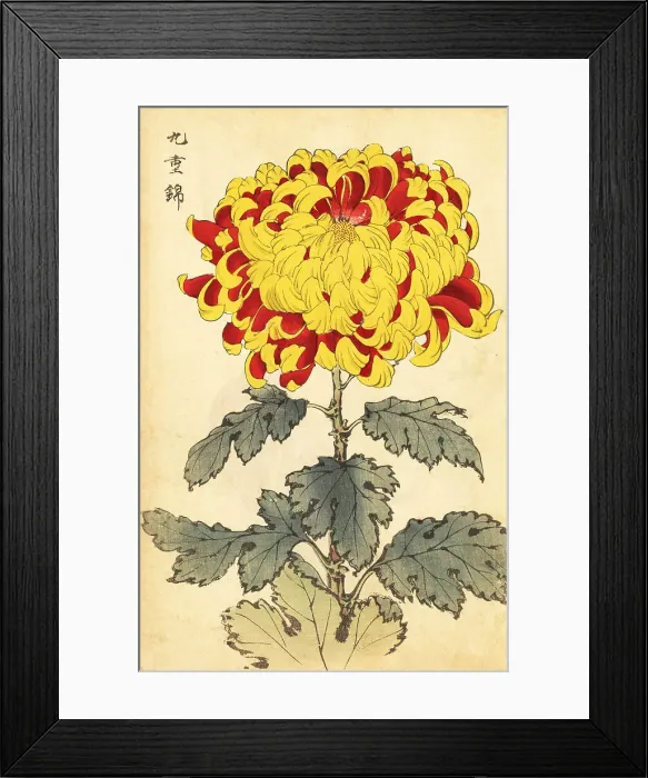 Framed Print : Hybrid scarlet and yellow chrysanthemum Framed Print : Hybrid scarlet and yellow chrysanthemum