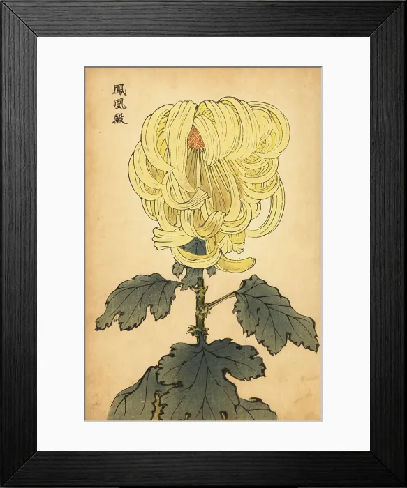 Framed Print : Hybrid yellow incurve chrysanthemum Framed Print : Hybrid yellow incurve chrysanthemum