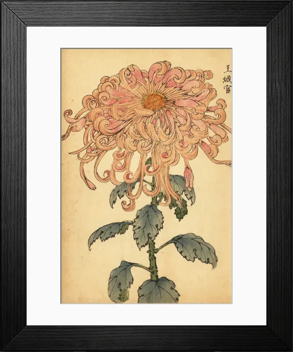 Framed Print : Hybrid salmon-pink chrysanthemum with curled petals Framed Print : Hybrid salmon-pink chrysanthemum with curled petals