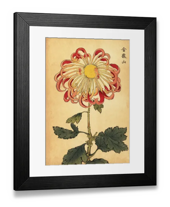 Framed Print : Hybrid pink curled spoon chrysanthemum Framed Print : Hybrid pink curled spoon chrysanthemum