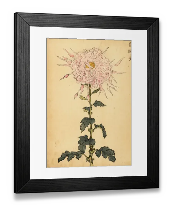 Framed Print : Hybrid pink spider chrysanthemum Framed Print : Hybrid pink spider chrysanthemum