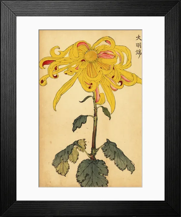 Framed Print : Hybrid yellow irregular chrysanthemum Framed Print : Hybrid yellow irregular chrysanthemum