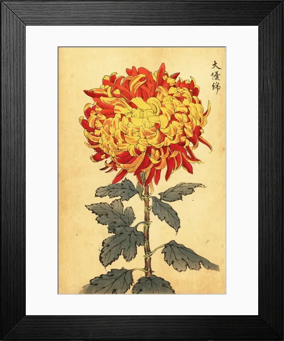 Framed Print : Hybrid yellow and scarlet pompon chrysanthemum Framed Print : Hybrid yellow and scarlet pompon chrysanthemum