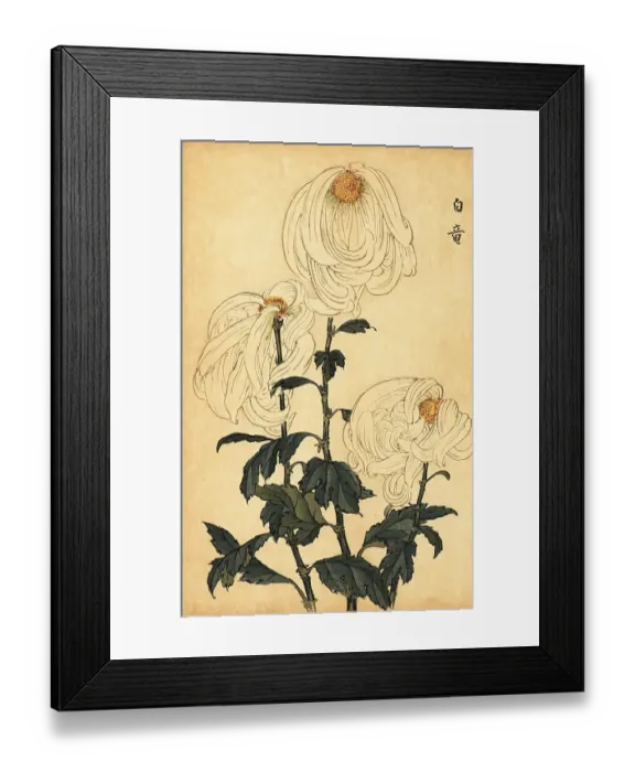 Framed Print : Hybrid white chrysanthemum Framed Print : Hybrid white chrysanthemum