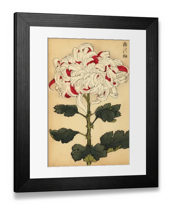 Framed Print : Hybrid white and scarlet chrysanthemum Framed Print : Hybrid white and scarlet chrysanthemum